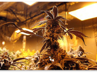 Какова цена подпольной конопляной индустрии для экологии планеты?