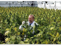 В Ирландии разрешат лекарство из конопли