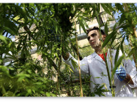 Отчаявшись дождаться финансирования, учёные сами создали институт по исследованию каннабиноидов