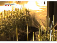 Испания: Две россиянки вырастили 2,5 тысячи кустов конопли в заброшенном испанском отеле