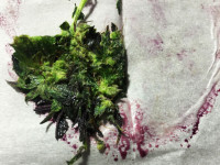 Когда из шишек выжато все что можно, что делать с остатками?