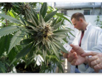 США: DEA позволит импорт экстрактов конопли для фармацевтической компании