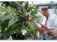 США: Убран один из барьеров на пути исследований медицинской марихуаны