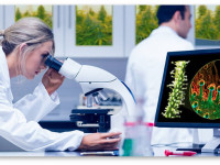 10 вех в истории медицинской марихуаны