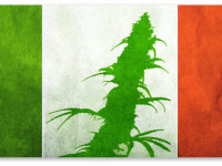 Легализация конопли: Настала очередь Италии?