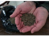 Активисты посеяли 200,000 семян конопли на американской военной базе в Италии