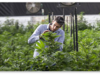 Израиль скоро начнет продавать марихуану на экспорт