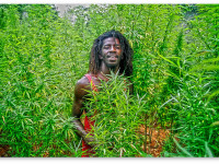 Власти Ямайки проведут реформы законодательства в отношении марихуаны