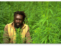 Ямайка: Правительство одобрило частичную легализацию марихуаны