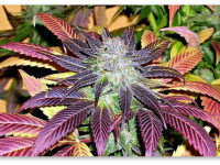 6 косяков, которых не надо допускать в период цветения