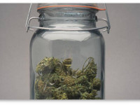 Какой способ хранения шишек самый лучший?