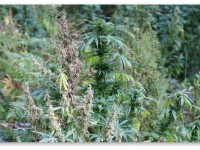 Мужик у меня или девочка - не могу определить