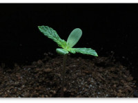 Как прорастить старые семена конопли (5 советов)