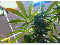 Действительно ли отражатель повышает интенсивность света?