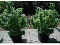 Можно ли в ауте вырастить шишки, не уступающие индорным