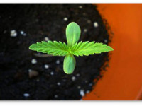 Новичкам о почве и лампах для маленьких ростков