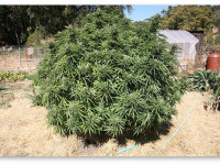 Чем заполнить ямы в открытом грунте