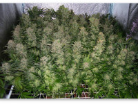 Подойдут ли методы 'supercropping' и 'SCROG' для автоцветов?