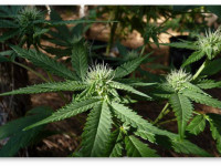 Кислород и углекислый газ в культивации каннабиса