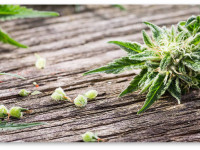 Канада: Не ждите пока правительство отменит несправедливые законы