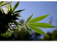 6 шагов к решению 99% проблем конопли. Шаг 1 - Температура и влажность