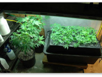 Как лучше сохранить генетику: клонировать или сделать семена?