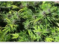 Можно ли взять клон с цветущего растения?