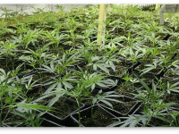 Первая пересадка ростков или клонов: Когда ее делать?