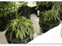 Две недели без ухода: Может ли гровер позволить себе отпуск?