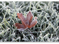 Вредит ли мороз конопле?