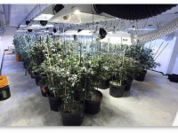 Свежий воздух и кислород и их значение для конопли