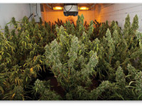 Органические рецепты для здоровья вашей конопли