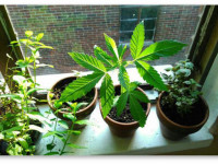 Реально ли вырастить коноплю на подоконнике