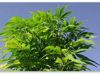 Белорусские ученые: Конопля способна очищать почву от загрязнения тяжёлыми металлами и радиацией