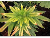 Определяем проблему конопли по симптому: Световой стресс и ожог