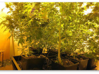 Финляндия: Употребление марихуаны распространяется в Финляндии - виноват интернет