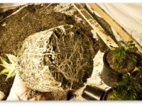 Зри в корень! Фундамент обильного и качественного урожая конопли