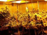 Пожарные на вызове случайно нашли 48 кустов конопли