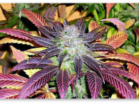 Культивация конопли (основы)