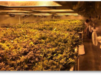 Власти Колорадо выделят гранты на изучение целебных свойств марихуаны