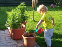 США: конопля защищена от детей лучше, чем алкоголь