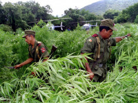 Латиноамериканцы все больше склоняются к идее легализации марихуаны