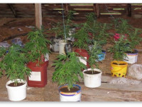 Латвия: Несмотря на мировой опыт и мнение уважаемых граждан страны, аресты за марихуану продолжаются