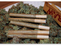 США: Большинство "лечатся" от конопляной зависимости по принуждению суда