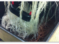 Стоит ли новичку пробовать аэропонику и LED