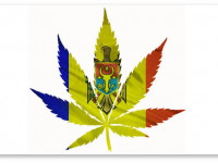 Молдавские врачи предложили легализировать коноплю