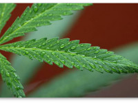 Колорадо, США: Легальная марихуана - мощная приманка для туристов