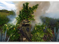 Мексика: Верховный суд приоткрывает двери для легализации конопли