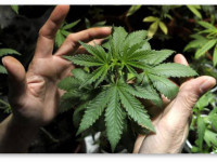 Дух свободы, или Что чувствует курильщик легальной марихуаны в Колорадо