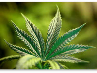 Легальная альтернатива медицинской марихуане доступна в Интернете